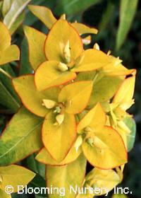 Euphorbia griffithii x polychroma 'Jessie'